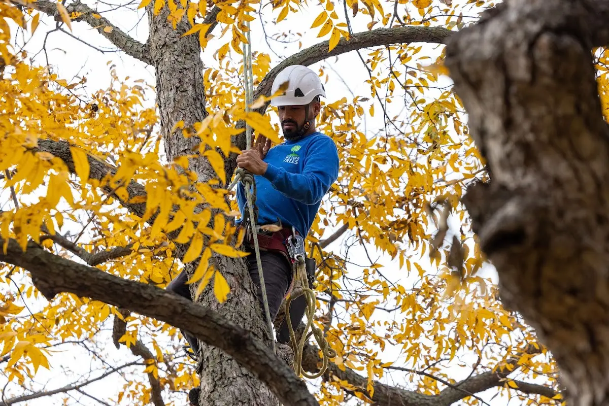 Skilled Tree Trimming crew working in Leon
