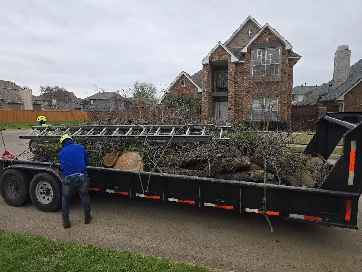 Expert Tree Pest Control with proper safety equipment in Leon